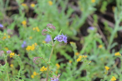 Phacelia distans