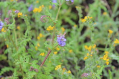 Phacelia distans
