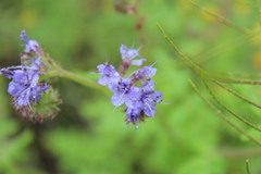 Phacelia distans