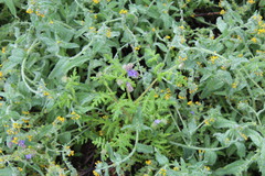 Phacelia distans
