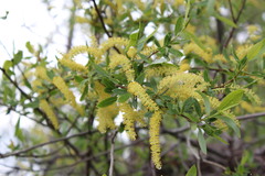 Salix lasiolepis