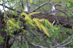Salix lasiolepis