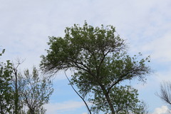 Populus fremontii