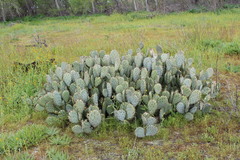 Opuntia