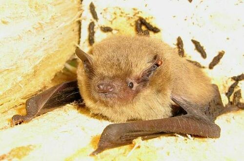Soprano Pipistrelle