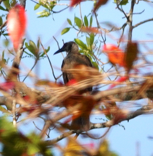 Tanimbar Friarbird (Philemon plumigenis)