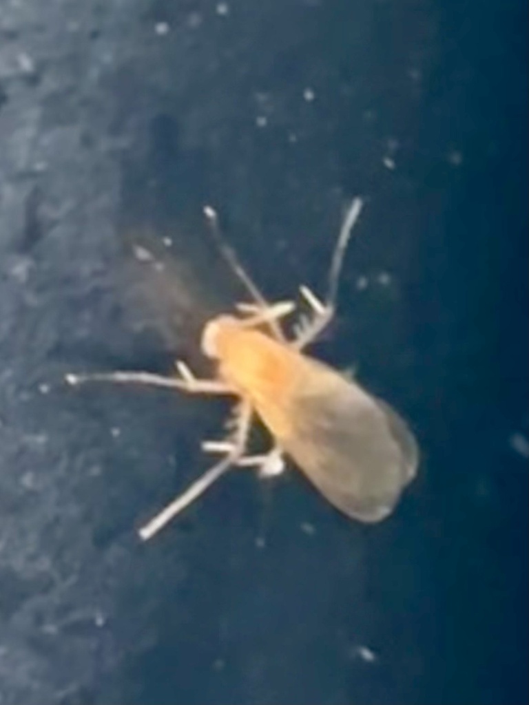 Mycetophila from Island Beach State Park, Manahawkin, NJ, US on October