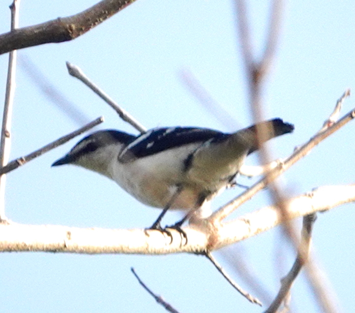 White-browed Triller (Lalage moesta), photo 2