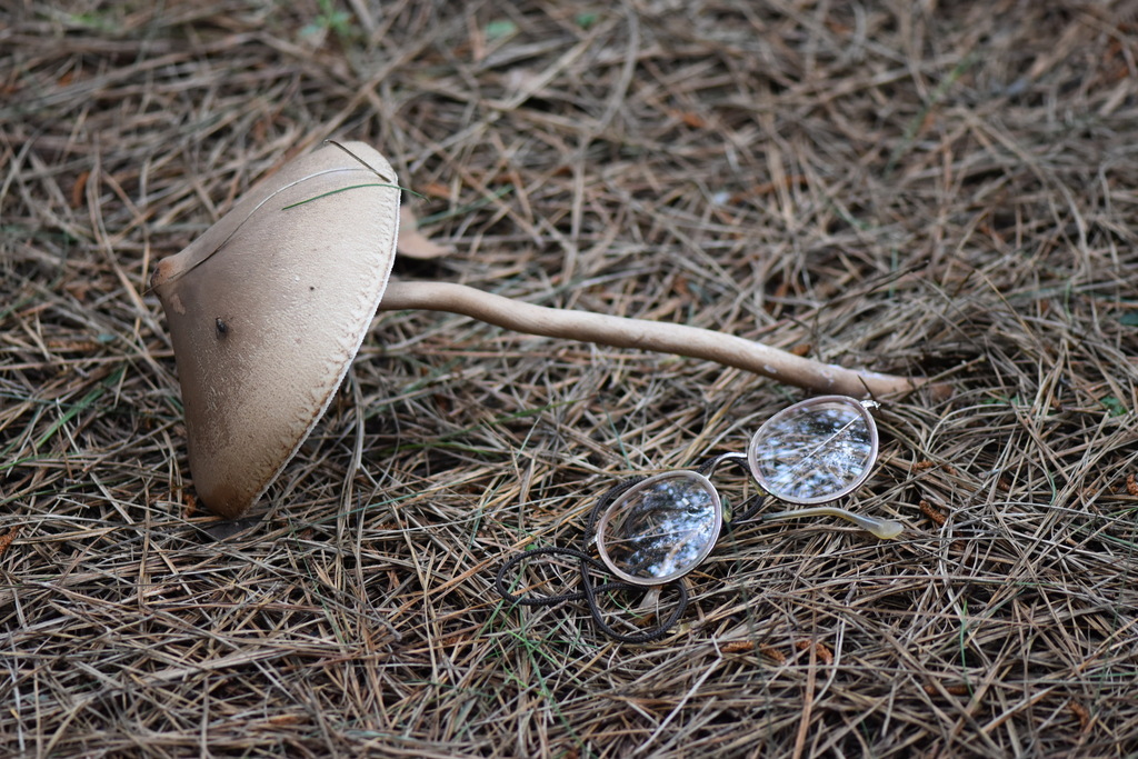 Macrolepiota capelariae · October 2023 · photo: © vero1304 (iNaturalist, cc-by)