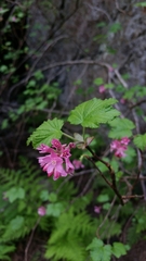 Ribes sanguineum glutinosum