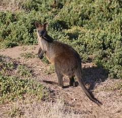 Swamp Wallaby photo 4