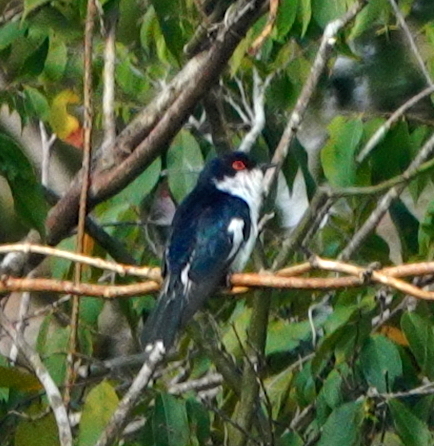 Pied Bronze Cuckoo (Chalcites crassirostris), photo 3
