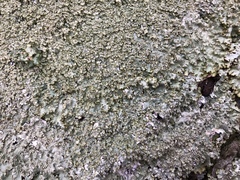 Punctelia appalachensis