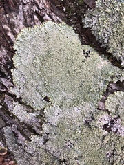 Punctelia appalachensis