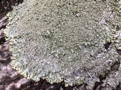 Punctelia appalachensis