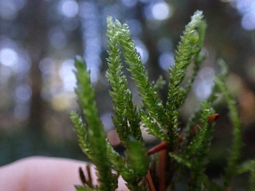 Image of Scleropodium obtusifolium by no rights reserved
