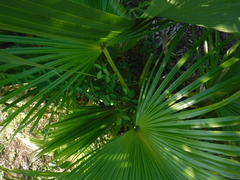Arecaceae