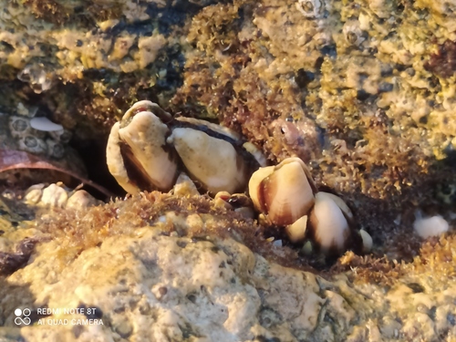 Goose barnacle, Cádiz, España, photo 8 of 10