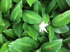 Goeppertia loeseneri