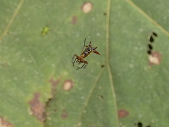 Micrathena guerini