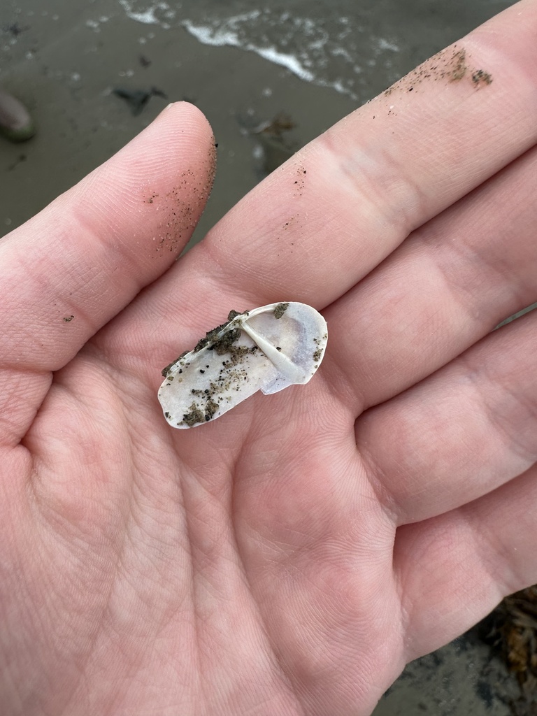 Atlantic razor