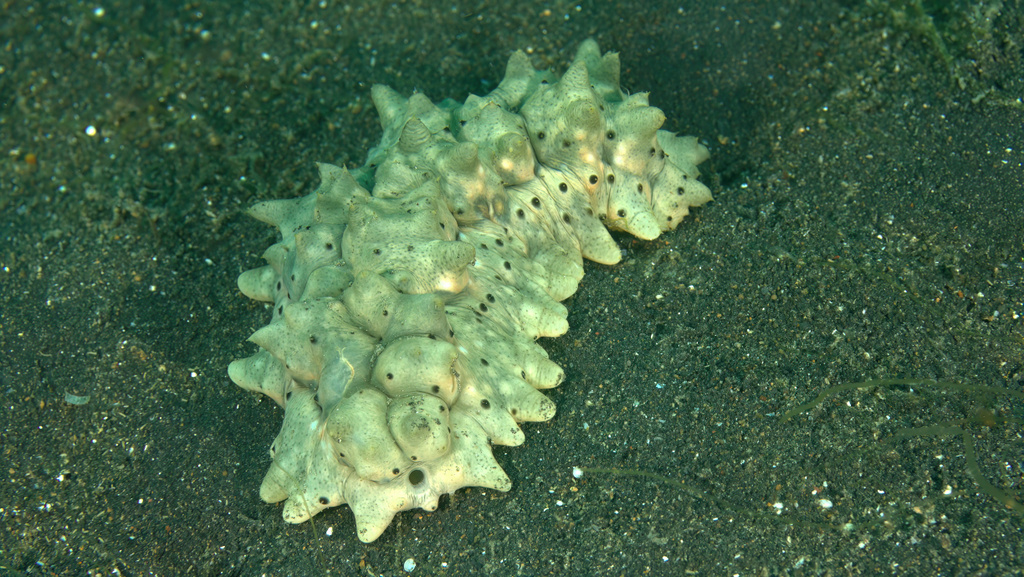 Stichopus naso