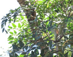Myrrhidendron donnellsmithii