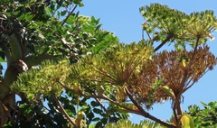 Myrrhidendron donnellsmithii