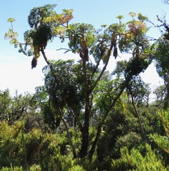 Myrrhidendron donnellsmithii