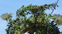 Myrrhidendron donnellsmithii