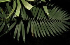 Bactris glandulosa baileyana