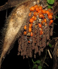 Bactris glandulosa baileyana