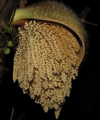 Image of Bactris baileyana