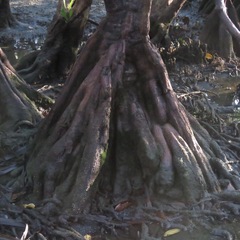 Pelliciera rhizophorae