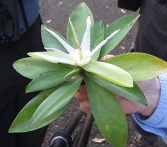 Pelliciera rhizophorae