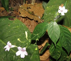 Ruellia pittieri