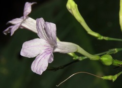 Ruellia pittieri