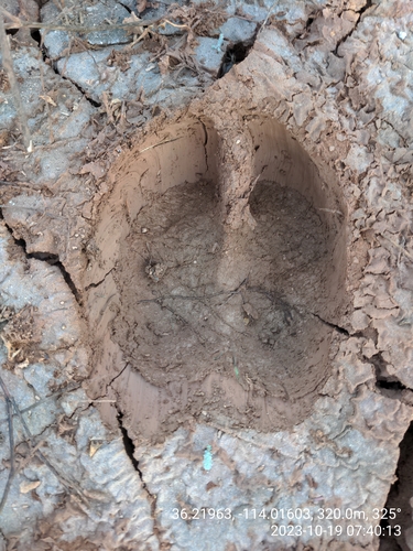 Bos taurus