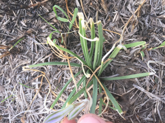 Androstephium coeruleum
