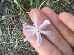 Androstephium coeruleum