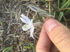 Androstephium coeruleum