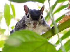 Sciurus colliaei