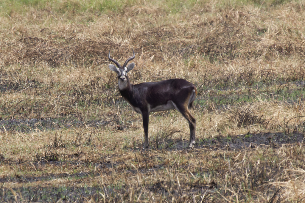 White-eared Kob from Gambela National Park, Ethiopia on April 23, 2013 ...