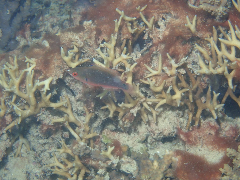 Black-finned Wrasse