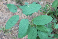 Karwinskia latifolia