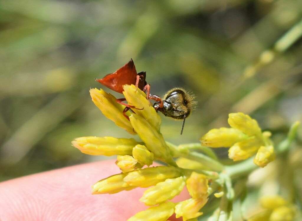 Phymata arctostaphylae