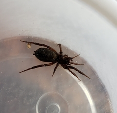 Drassyllus insularis