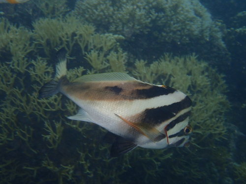 Goniistius francisi