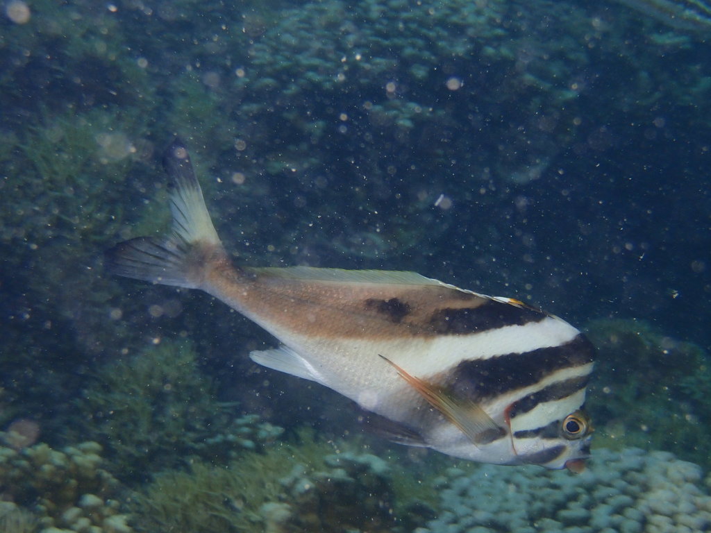 Goniistius francisi