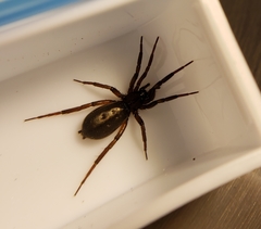 Drassyllus insularis